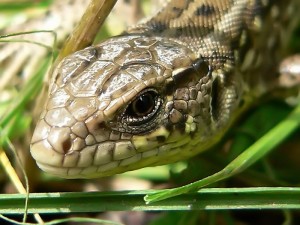 Как избавиться от змей, если змеи всё-таки поселились на дачном участке?